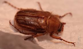 Attēlu rezultāti vaicājumam “Amphimallon solstitiale imago”