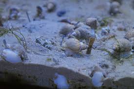 Image result for Buccinum undatum