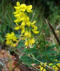 Attēlu rezultāti vaicājumam “Melilotus wolgicus”