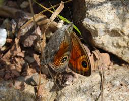 Attēlu rezultāti vaicājumam “Lasiommata maera upperside”