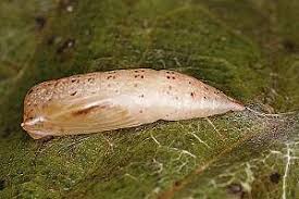 Attēlu rezultāti vaicājumam “Cyclophora punctaria”