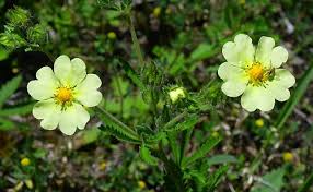Image result for Potentilla recta