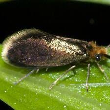 Attēlu rezultāti vaicājumam “Micropterigidae”