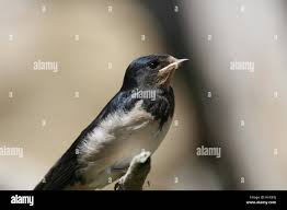 Attēlu rezultāti vaicājumam “Hirundinidae”