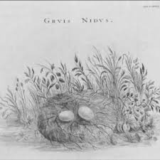 Attēlu rezultāti vaicājumam “Grus grus nest”