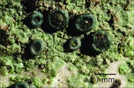 Attēlu rezultāti vaicājumam “Lecidella elaeochroma”