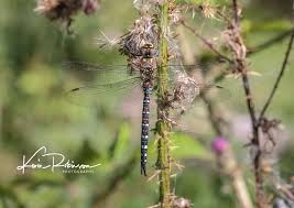 Attēlu rezultāti vaicājumam “Aeshna mixta male”