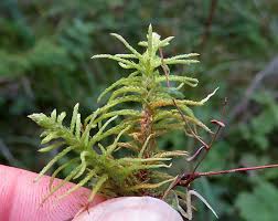 Attēlu rezultāti vaicājumam “Serpoleskea subtilis sporophyte”