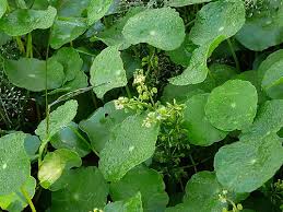 「銅錢草」的圖片搜尋結果