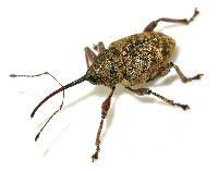 Attēlu rezultāti vaicājumam “Curculio nucum”