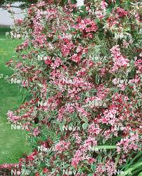 Attēlu rezultāti vaicājumam “Weigela praecox”