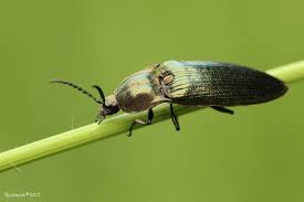 Attēlu rezultāti vaicājumam “Ctenicera pectinicornis female”