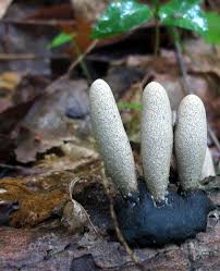Attēlu rezultāti vaicājumam “Xylaria polymorpha”