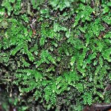 Attēlu rezultāti vaicājumam “Taxiphyllum wissgrillii”