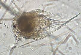 Attēlu rezultāti vaicājumam “Balanus improvisus”