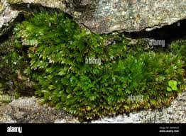 Attēlu rezultāti vaicājumam “Fissidens taxifolius”