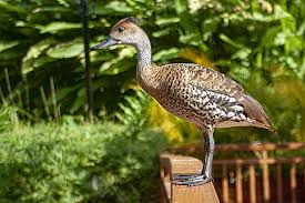 Attēlu rezultāti vaicājumam “Serica brunnea imago”