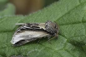 Attēlu rezultāti vaicājumam “Pheosia gnoma male”