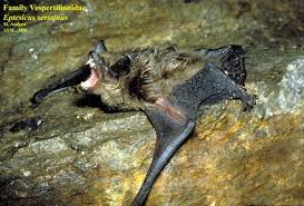 Attēlu rezultāti vaicājumam “Eptesicus serotinus”