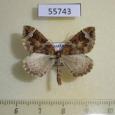 Attēlu rezultāti vaicājumam “Eulithis prunata”