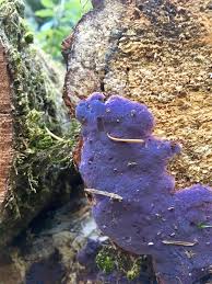 Attēlu rezultāti vaicājumam “Fuligo laevis spores”