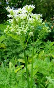 Image result for Myrrhis odorata