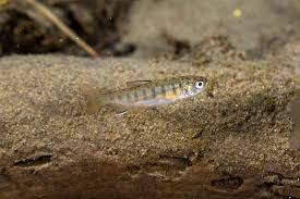 Image result for Oncorhynchus kisutch