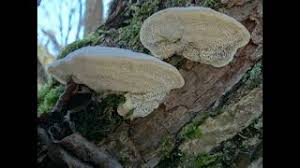 Attēlu rezultāti vaicājumam “Trametes suaveolens”