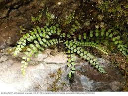 Attēlu rezultāti vaicājumam “Asplenium trichomanes”