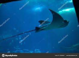 Image result for Aetomylaeus bovinus