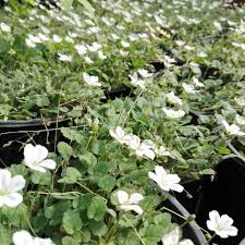 Attēlu rezultāti vaicājumam “Enteridium variabile”