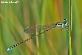 Attēlu rezultāti vaicājumam “Nehalennia speciosa”