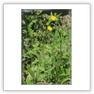 Attēlu rezultāti vaicājumam “Hieracium laevigatum”