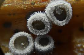 Attēlu rezultāti vaicājumam “Hypoxylon fuscum”