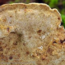 Attēlu rezultāti vaicājumam “Phellinus nigrolimitatus”