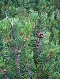 Attēlu rezultāti vaicājumam “Pinus mugo fruit”