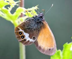 Attēlu rezultāti vaicājumam “Coenonympha arcania underside”