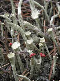 Attēlu rezultāti vaicājumam “Cladonia deformis”
