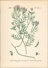 Attēlu rezultāti vaicājumam “Astragalus arenarius”