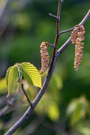 Attēlu rezultāti vaicājumam “Carpinus caroliniana male flower”