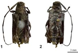 Attēlu rezultāti vaicājumam “Cerambycidae”