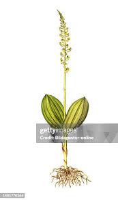 Attēlu rezultāti vaicājumam “Listera ovata leaf”