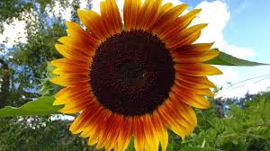 Image result for Sonnenblume