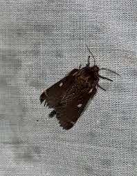 Attēlu rezultāti vaicājumam “Eriogaster lanestris”