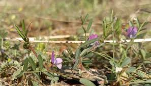 Attēlu rezultāti vaicājumam “Vicia lathyroides leaf”