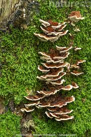 Attēlu rezultāti vaicājumam “Heterobasidion annosum”