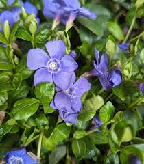 Attēlu rezultāti vaicājumam “Vinca minor flower”