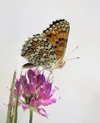 Attēlu rezultāti vaicājumam “Melitaea phoebe upperside”