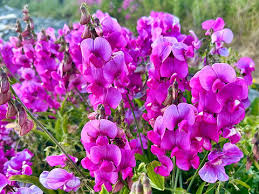 Attēlu rezultāti vaicājumam “Lathyrus latifolius flower”