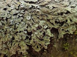 Attēlu rezultāti vaicājumam “Physconia distorta”